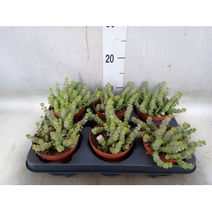 Crassula marnieriana