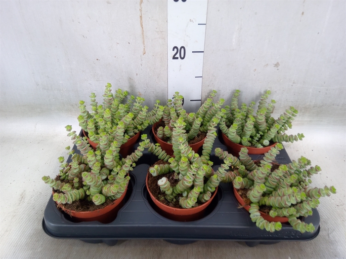 <h4>Crassula marnieriana</h4>