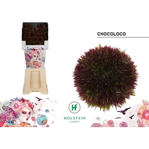 GE BG CHOCOLOCO Diamond x80