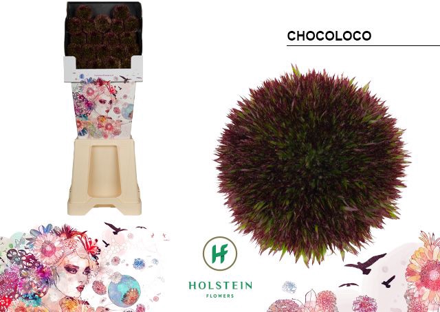 <h4>Gerbera Pomponi Chocoloco Diamond</h4>