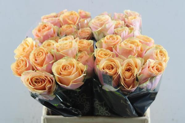 <h4>R Gr Dividend L40</h4>