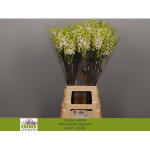 SYR V MME FL STEPMAN