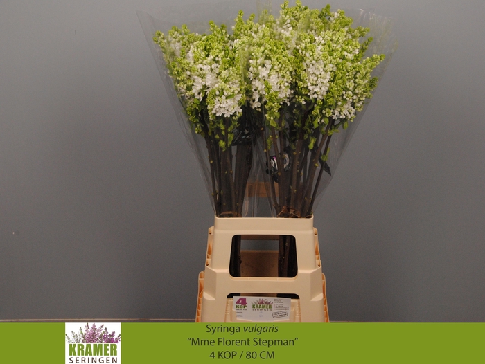 <h4>SYR V MME FL STEPMAN</h4>