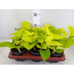 Epipremnum pinn. 'Golden Pothos'