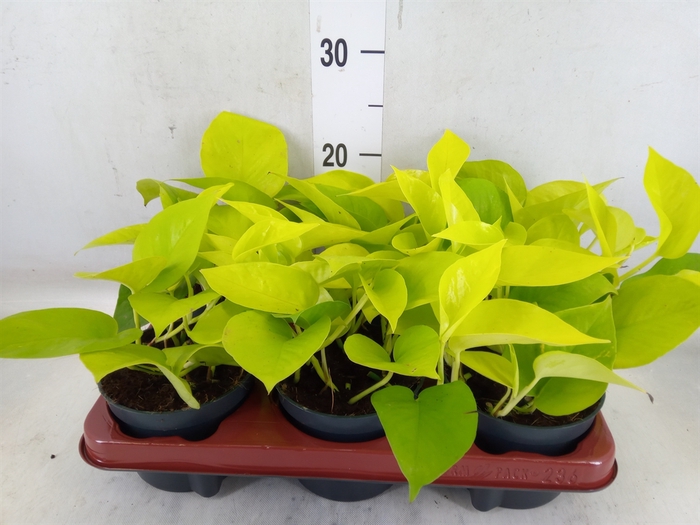 <h4>Epipremnum pinn. 'Golden Pothos'</h4>