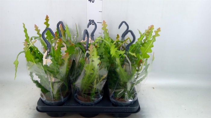 <h4>Epiphyllum anguliger</h4>