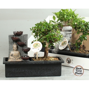 BONSAI GEM