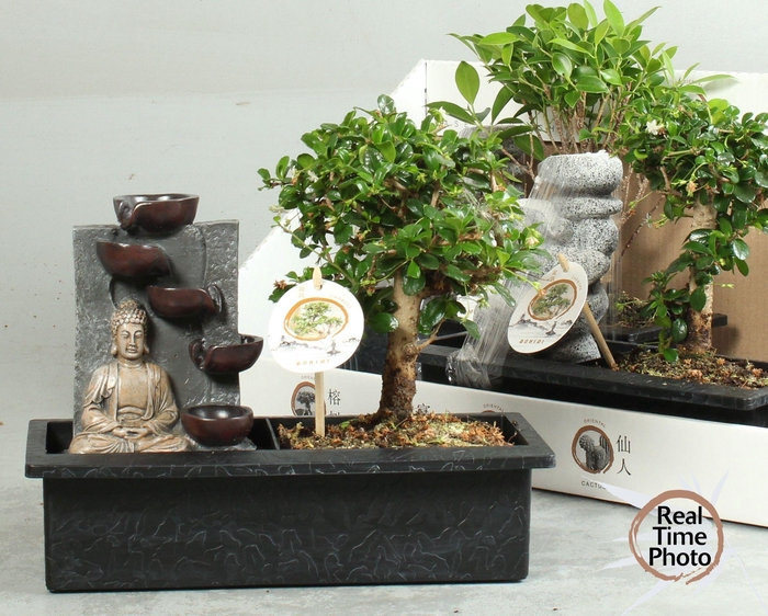 <h4>BONSAI GEM</h4>