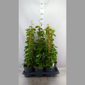 Cissus rotundifolia