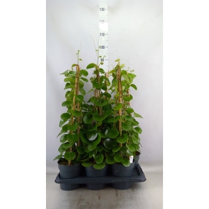 Cissus rotundifolia