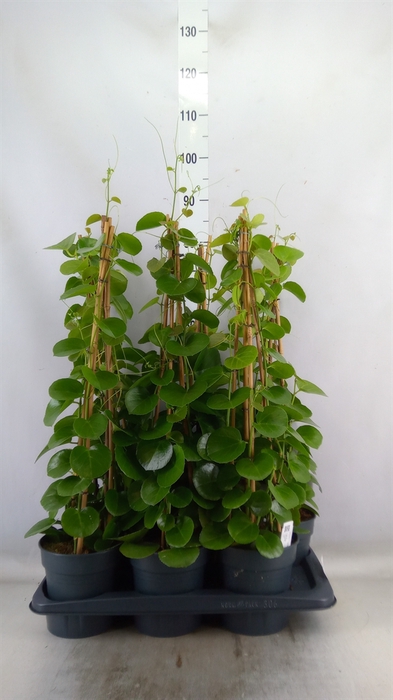 <h4>Cissus rotundifolia</h4>