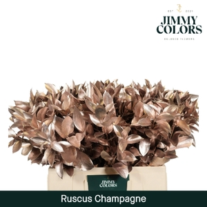 Ruscus L60 Mtlc. Champagne
