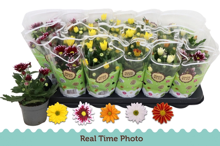 <h4>CHRYS GEM 5 KL</h4>