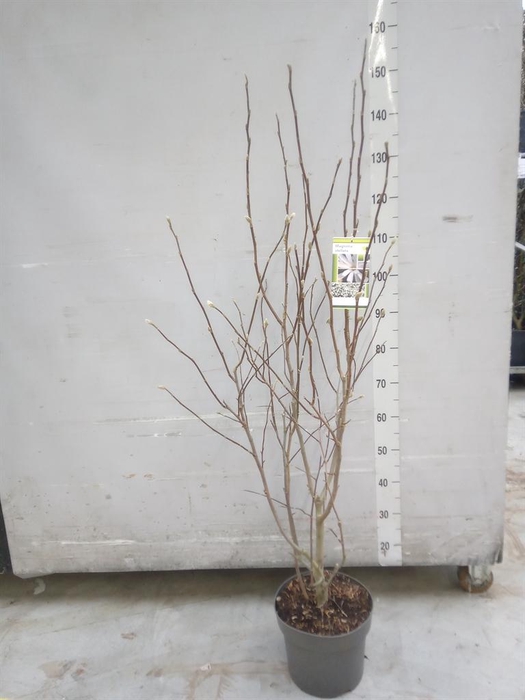 <h4>Magnolia stellata</h4>