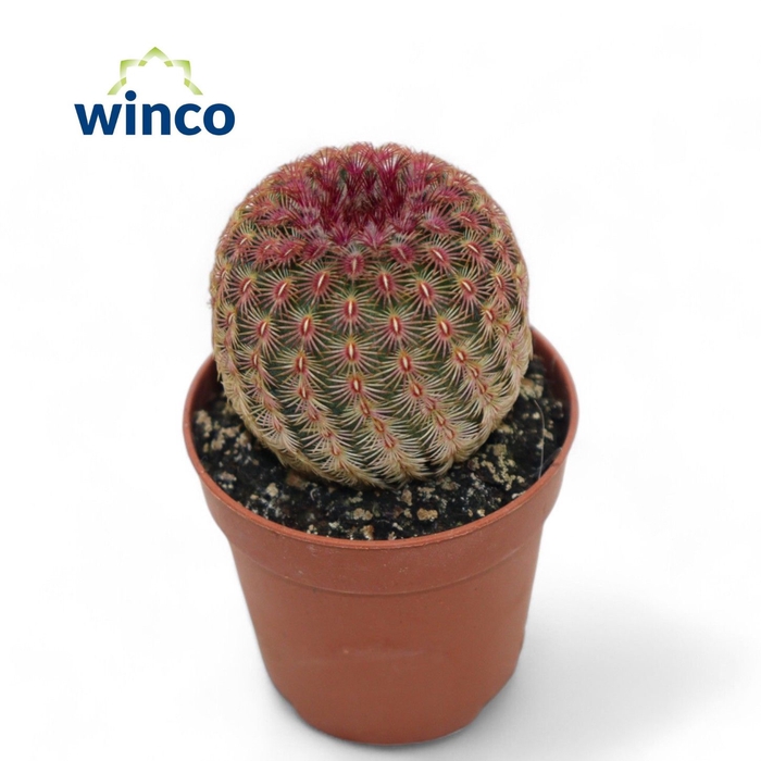 <h4>Echinocereus Rubrispinus</h4>