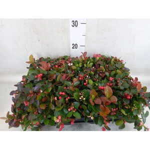 Gaultheria proc.