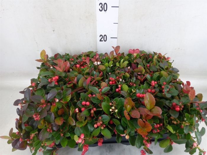 <h4>Gaultheria proc.</h4>