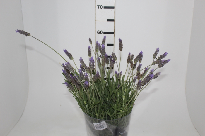 <h4>LAVANDULA DENTATA 050 CM</h4>