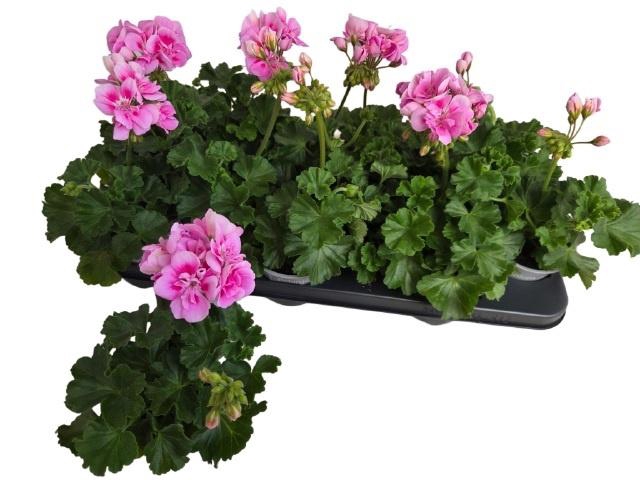 <h4>PEL ZON TOSC SIL LIN</h4>