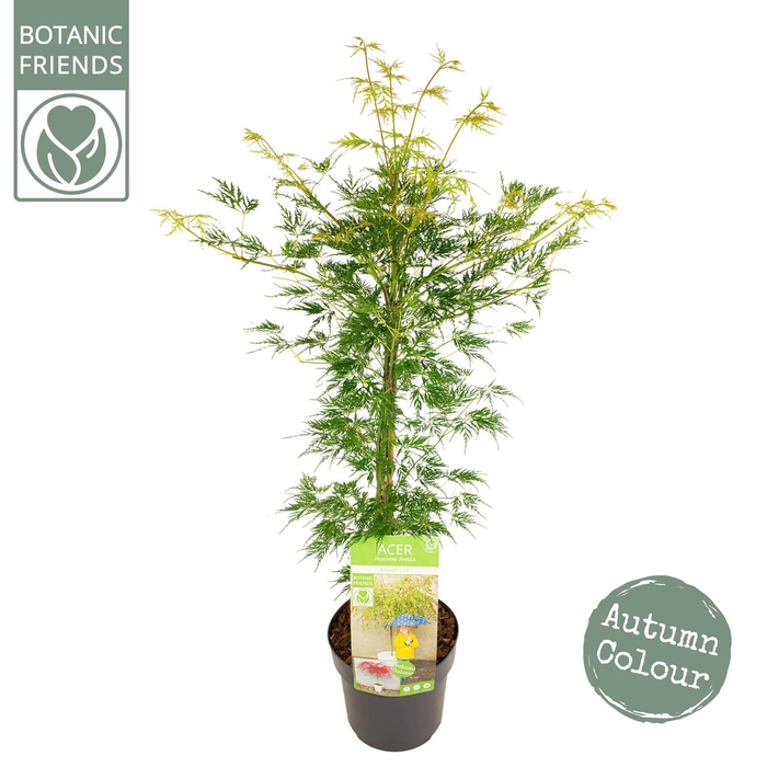 <h4>Acer palmatum Emerald Lace</h4>