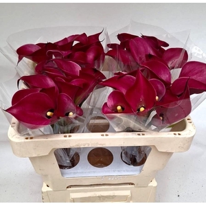 ZANT RED SALSA