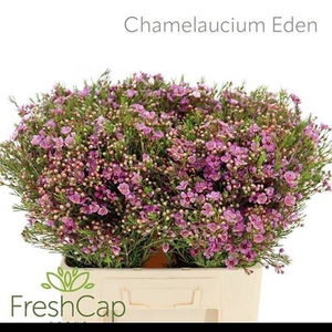 Chame Eden