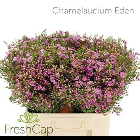 <h4>Chame Eden</h4>
