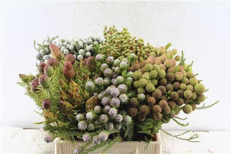 <h4>Kaaps Mix Emmers</h4>