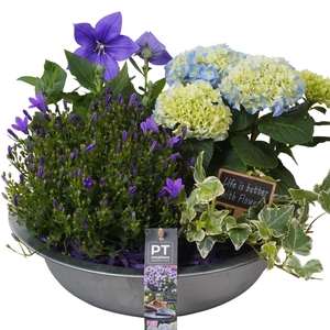 Arr.   Perkplanten H%