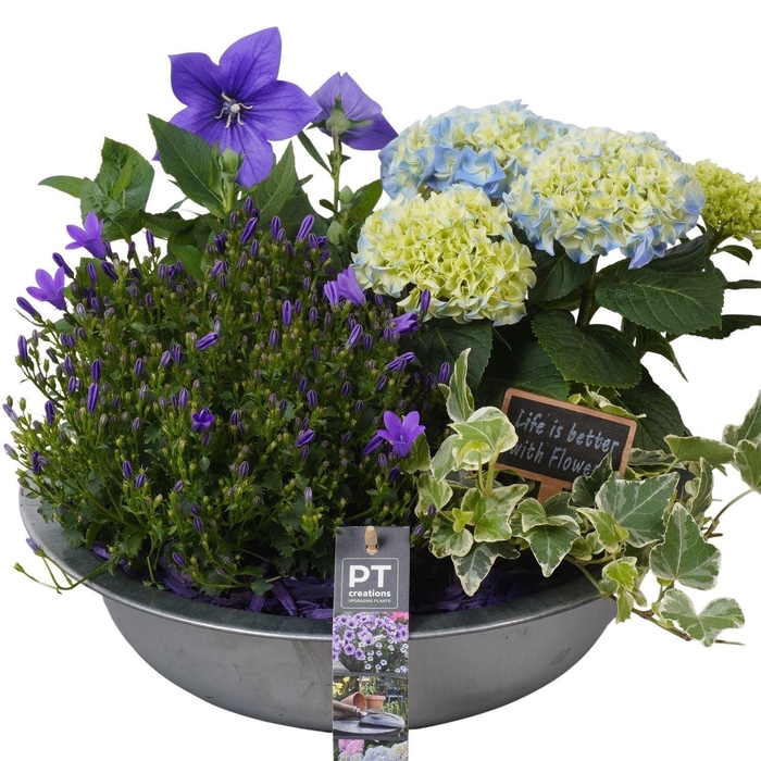 <h4>Arr.   Perkplanten H%</h4>