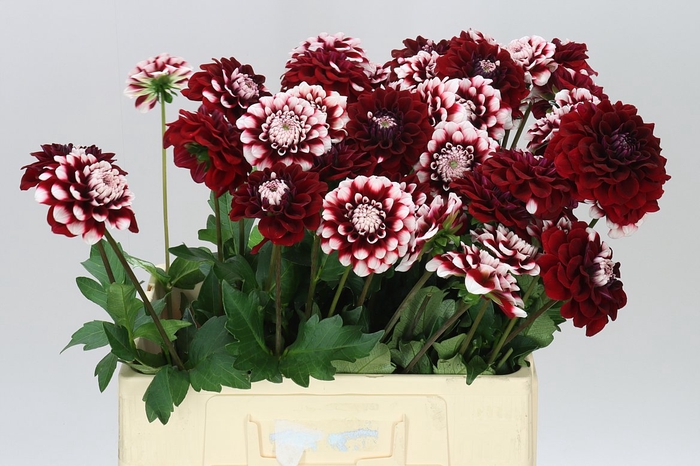 <h4>Dahlia Checkers</h4>