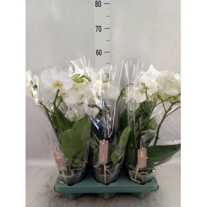 Phalaenopsis  'Spirit White'