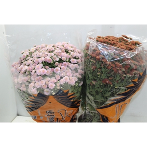 CRISANTEMO BOLA BELGA JASODA P20 VARIADO