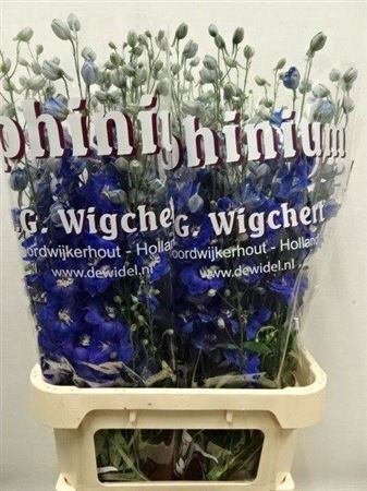<h4>DELPH DU DEWI BL STA</h4>