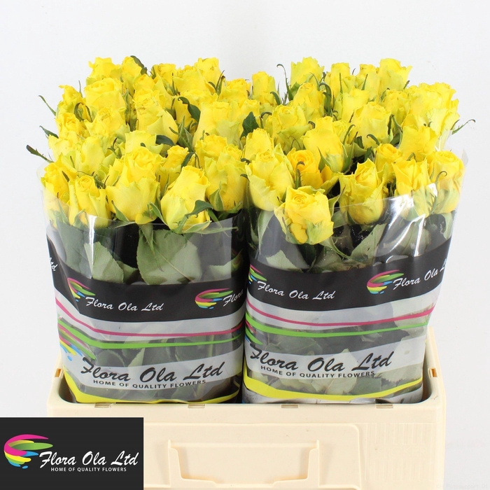 <h4>R GR PENNY LANE</h4>