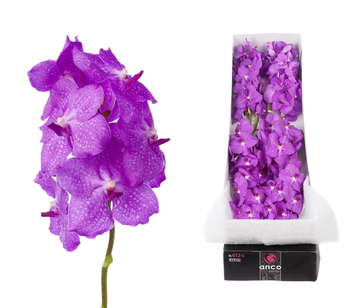 <h4>Vanda Candy Pink</h4>