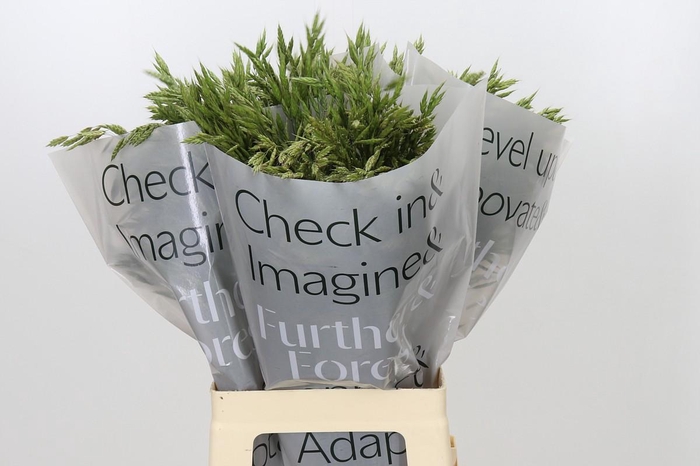 <h4>Bromus</h4>