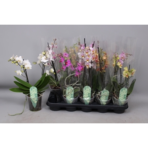 PHAL MF GEM 6 KL