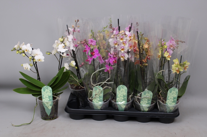 <h4>PHAL MF GEM 6 KL</h4>