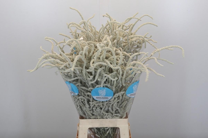 <h4>Amaranthus Yearming Desert</h4>