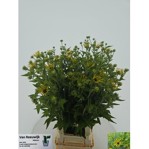 RUDBECKIA OV