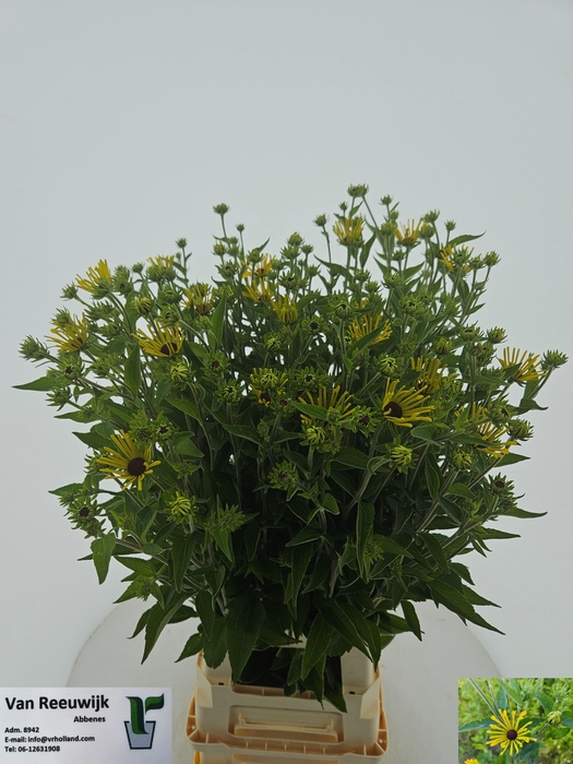 <h4>RUDBECKIA OV</h4>