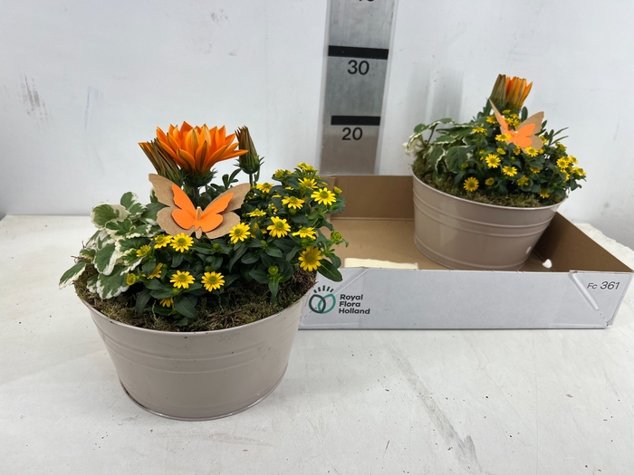 <h4>ARR TUINPLANTEN</h4>