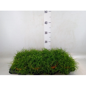 Rhipsalis baccifera 'Oasis'