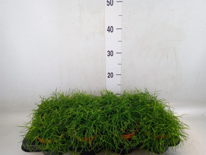 <h4>Rhipsalis baccifera 'Oasis'</h4>