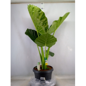 Alocasia macrorrhiza