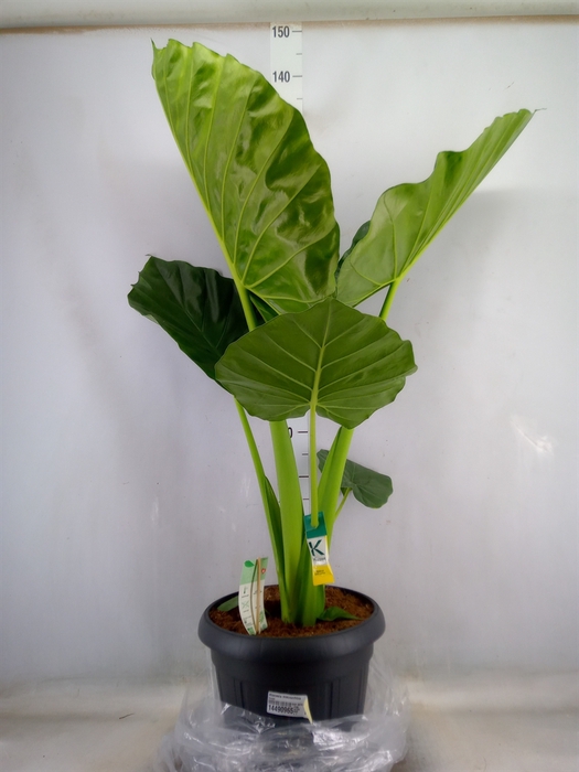 <h4>Alocasia macrorrhiza</h4>