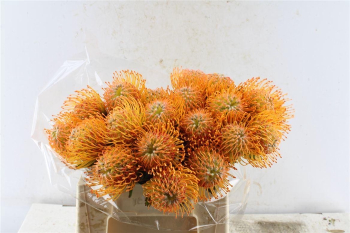 <h4>Leuco Co Soleil</h4>