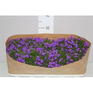 Campanula Port Lavender