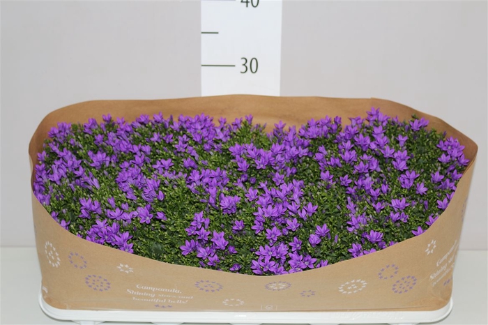 <h4>Campanula Port Lavender</h4>